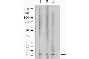Western blot analysis of extracts from various samples, using TUSC2 Antibody. (TUSC2 antibody  (Internal Region))