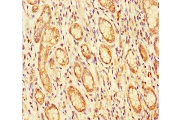 FBLN7 antibody  (AA 25-393)