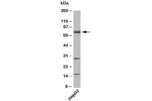 Western blot testing of human samples with TAB3 antibody at 4ug/ml. (TAB3 antibody  (N-Term))