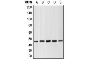 Western blot analysis of MKK1 (pT286) expression in HEK293T PMA-treated (A), NIH3T3 UV-treated (B), C2C12 (C), PC12 PMA-treated (D), C6 (E) whole cell lysates.