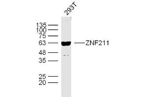 ZNF211 antibody  (AA 51-160)