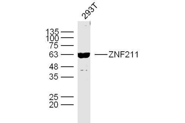 ZNF211 antibody  (AA 51-160)