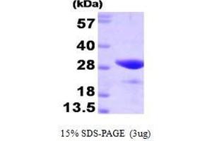 Figure annotation denotes ug of protein loaded and % gel used. (FKBP3 Protein (AA 1-224))