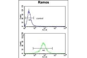 PGLS Antibody (C-term) (ABIN389482 and ABIN2839542) flow cytometry analysis of Ramos cells (bottom histogram) compared to a negative control cell (top histogram). (PGLS antibody  (C-Term))