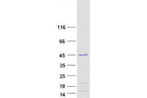 Western Blotting (WB) image for Heterogeneous Nuclear Ribonucleoprotein D (HNRNPD) (Transcript Variant 4) protein (Myc-DYKDDDDK Tag) (ABIN2722913)