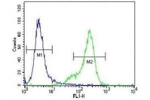 PGP9. (UCHL1 antibody  (AA 187-216))