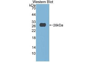 Western Blotting (WB) image for anti-Deoxyribonuclease I (DNASE1) antibody (Biotin) (ABIN1864105)