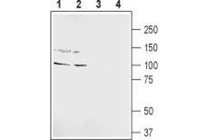 Western blot analysis of rat hippocampus lysate (lanes 1 and 3) and rat brain lysate (lanes 2 and 4): - 1,2. (GRIK5 antibody  (Extracellular, N-Term))
