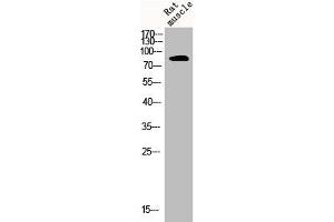 Western Blot analysis of RAT-MUSLE cells using CLC-4 Polyclonal Antibody (CLCN4 antibody  (Internal Region))