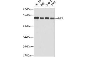 Western blot analysis of extracts of various cell lines, using HLX antibody (ABIN6131788, ABIN6141853, ABIN6141855 and ABIN6223309) at 1:1000 dilution. (HLX antibody  (AA 80-280))