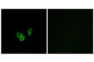 Immunofluorescence (IF) image for anti-Cyclic Nucleotide Gated Channel alpha 2 (CNGA2) (Internal Region) antibody (ABIN1851186)