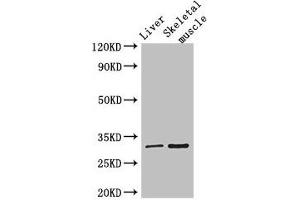 Western Blot Positive WB detected in: Mouse liver tissue, Mouse skeletal muscle tissue All lanes: RSPH9 antibody at 3 μg/mL Secondary Goat polyclonal to rabbit IgG at 1/50000 dilution Predicted band size: 32, 35 kDa Observed band size: 32 kDa