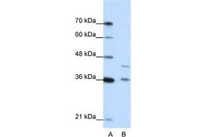 Western Blotting (WB) image for anti-Naked Cuticle Homolog 2 (NKD2) antibody (ABIN2462383) (NKD2 antibody)