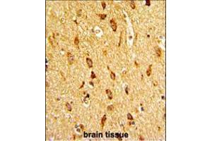 Formalin-fixed and paraffin-embedded human brain tissue with H Cadherin (CDH13) Antibody (N-term), which was peroxidase-conjugated to the secondary antibody, followed by DAB staining. (Cadherin 13 antibody  (N-Term))