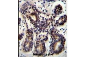 NBPF8 Antibody (N-term) (ABIN655536 and ABIN2845048) immunohistochemistry analysis in formalin fixed and paraffin embedded human breast tissue followed by peroxidase conjugation of the secondary antibody and DAB staining. (NBPF8 antibody  (N-Term))