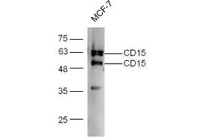 MCF-7 probed with Rabbit Anti-CD15/Fut4/SSEA-1 Polyclonal Antibody  at 1:5000 for 90 min at 37˚C. (CD15 antibody  (AA 251-295))