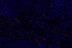 Immunofluorescent analysis of paraformaldehyde-fixed rat spleen using,Slc6a6 (ABIN7075842) at dilution of 1: 600 (TAUT antibody)