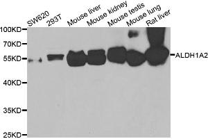 Western blot analysis of extracts of various cell lines, using ALDH1A2 antibody (ABIN5975580) at 1/1000 dilution. (ALDH1A2 antibody)