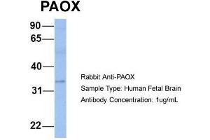 Host: Rabbit  Target Name: PAOX  Sample Tissue: Human Fetal Brain  Antibody Dilution: 1.