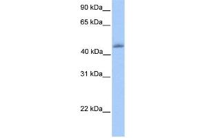 WB Suggested Anti-KLF4 Antibody Titration:  0. (KLF4 antibody  (C-Term))