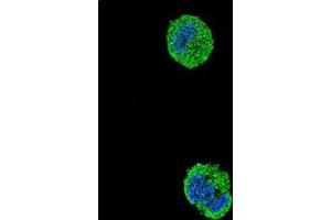 Confocal immunofluorescent analysis of ETS1 Antibody (N-term) Cat. (ETS1 antibody  (N-Term))
