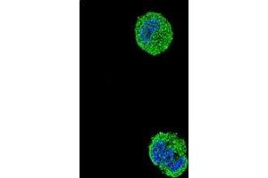 Confocal immunofluorescent analysis of ETS1 Antibody (N-term) Cat.