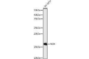 Western blot analysis of extracts of SH-SY5Y cells, using MDK antibody (ABIN3020790, ABIN3020791, ABIN3020792 and ABIN6213725) at 1:500 dilution.