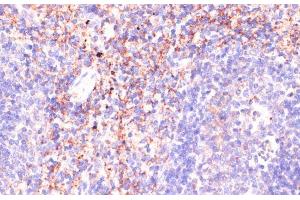 Immunohistochemistry of paraffin-embedded Mouse spleen using RAP1A Polyclonal Antibody at dilution of 1:100 (40x lens). (RAP1A antibody)