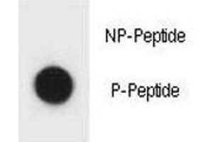 Dot blot analysis of phospho-IKKB antibody.