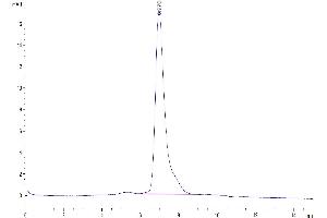 The purity of Human TIM-3 is greater than 95 % as determined by SEC-HPLC. (TIM3 Protein (AA 22-200) (His tag))