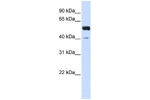 WB Suggested Anti-ZNF703 Antibody Titration:  0. (ZNF703 antibody  (C-Term))