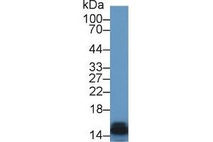 Western Blot; Sample: Rat Kidney lysate; Primary Ab: 1µg/ml Rabbit Anti-Rat FABP3 Antibody Second Ab: 0.