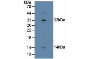 Detection of RLN2 in Human Placenta Tissue using Polyclonal Antibody to Relaxin 2 (RLN2) (Relaxin 2 antibody  (AA 1-185))