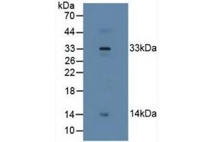 Detection of RLN2 in Human Placenta Tissue using Polyclonal Antibody to Relaxin 2 (RLN2)
