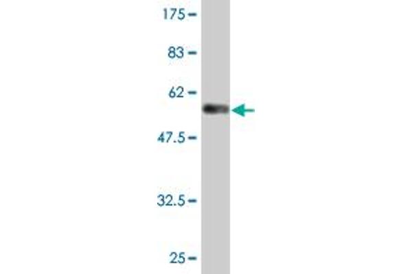 Rab3c antibody  (AA 1-227)
