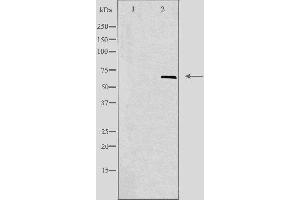 Western blot analysis of extracts from K562 cells, using GPR153 antibody. (GPR153 antibody  (Internal Region))