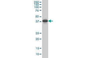 SPP1 monoclonal antibody (M10), clone 4F2 Western Blot analysis of SPP1 expression in Hela S3 NE . (Osteopontin antibody  (AA 1-300))