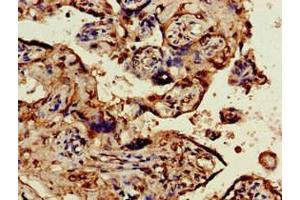 Immunohistochemistry of paraffin-embedded human placenta tissue using ABIN7162119 at dilution of 1:100 (Obscurin-Like 1 (OBSL1) (AA 1-61) antibody)