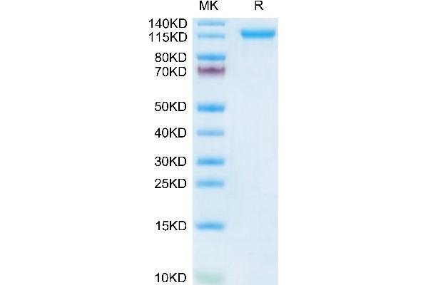 VLDLR Protein (AA 28-797) (His tag)