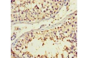 Immunohistochemistry of paraffin-embedded human testis tissue using ABIN7145392 at dilution of 1:100 (B4GALT3 antibody  (AA 34-393))