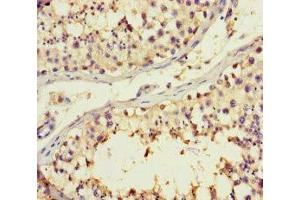 Immunohistochemistry of paraffin-embedded human testis tissue using ABIN7145392 at dilution of 1:100