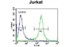 Flow cytometric analysis of Jurkat cells using PDE3B Antibody (Center) Cat. (PDE3B antibody  (Middle Region))