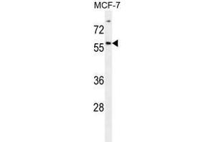 ZNF165 Antibody (Center) western blot analysis in MCF-7 cell line lysates (35 µg/lane).