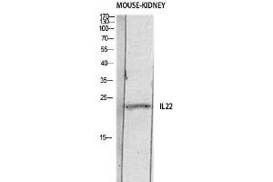 Western Blot (WB) analysis of Mouse Kidney lysis using IL22 antibody.