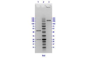 Coomassie stained SDS-PAGE results using Anti-Hemagglutinin (HA) (Mouse) Monoclonal Antibody clone 23F2 separated in a 4-20 % gradient gel. (Hemagglutinin antibody)