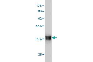 Western Blot detection against Immunogen (33. (SMOC1 antibody  (AA 150-221))