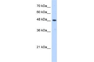 WB Suggested Anti-ERGIC3 Antibody Titration:  0. (ERGIC3 antibody  (C-Term))