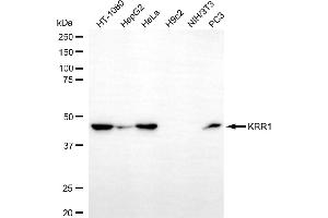 Western blotting analysis using KRR1 antibody (ABIN7799214).