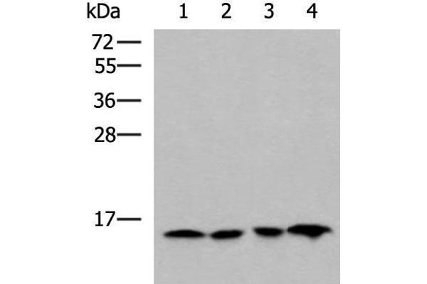 MRPL42 antibody