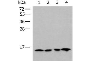 Western blot analysis of Jurkat HepG2 Hela and Raji cell lysates using MRPL42 Polyclonal Antibody at dilution of 1:800 (MRPL42 antibody)